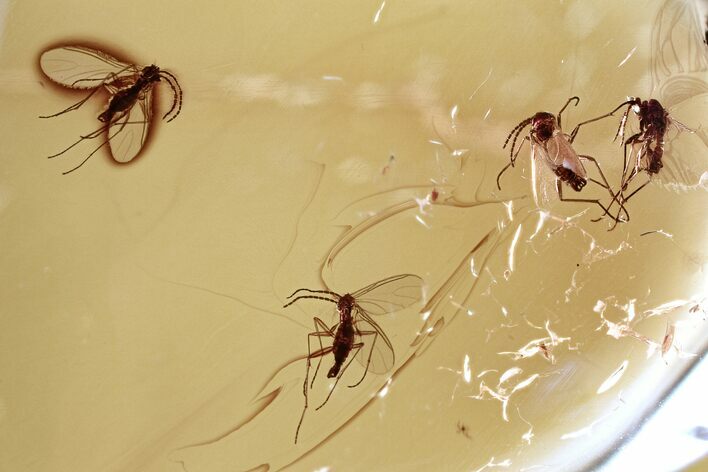 Four Fossil Dark-Winged Fungus Gnats (Sciaridae) In Baltic Amber #321781